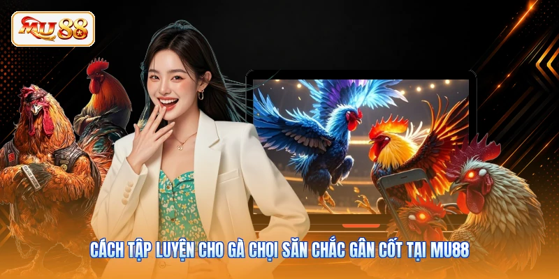 Cách Tập Luyện Cho Gà Chọi Săn Chắc Gân Cốt Tại MU88 Cách Tập Luyện Cho Gà Chọi Săn Chắc Gân Cốt Tại MU88