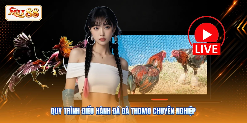 Đá Gà Thomo - Đấu Trường Chiến Kê Nảy Lửa Cùng MU88 Quy trình điều hành đá gà Thomo chuyên nghiệp